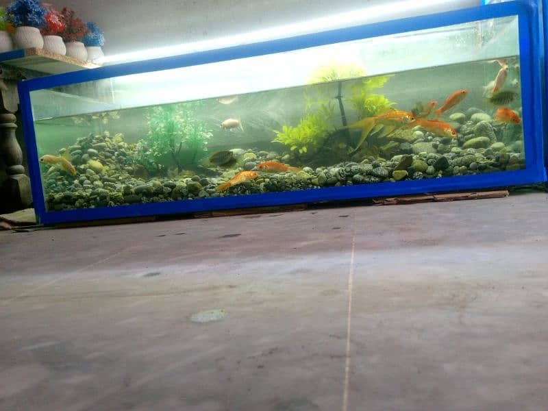 fish aquarium Big size 1