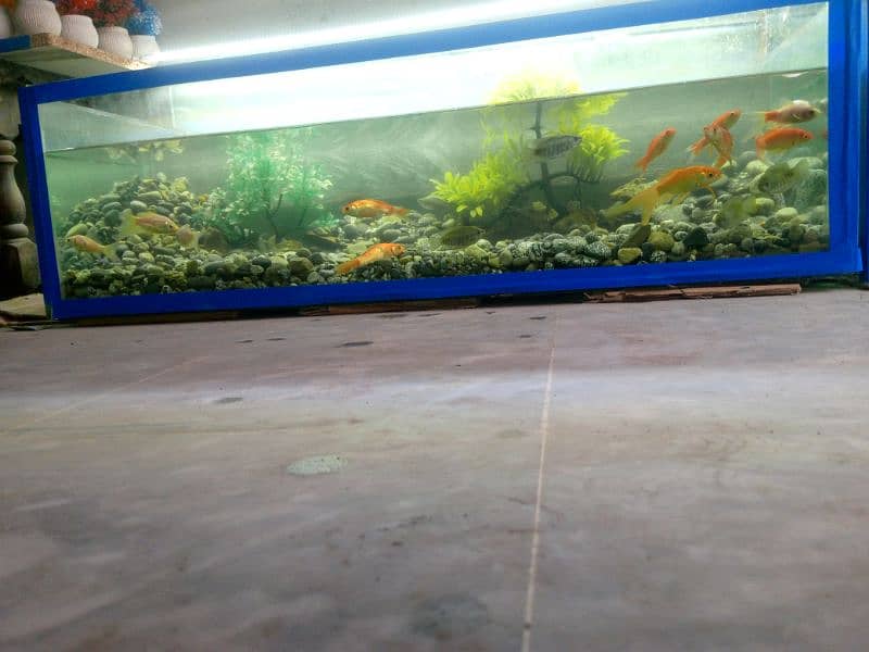 fish aquarium Big size 2