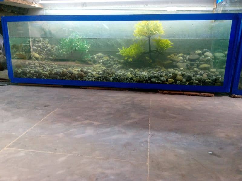 fish aquarium Big size 4