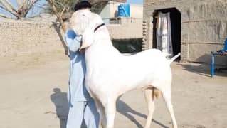 Desi Bakra For SAlE CALL_03494717204)