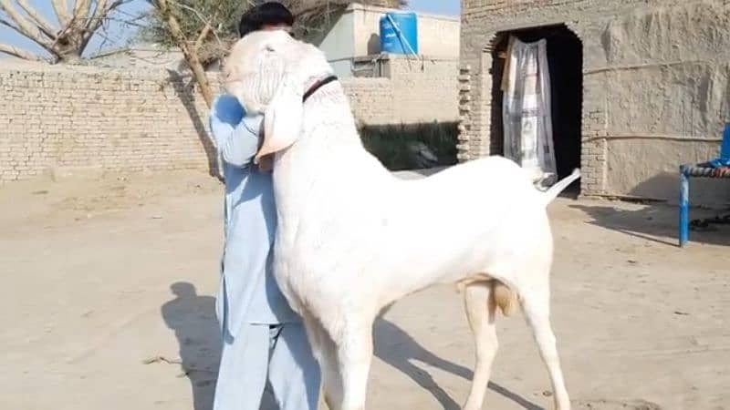 Desi Bakra For SAlE CALL_03494717204) 0