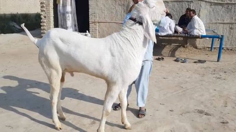 Desi Bakra For SAlE CALL_03494717204) 1