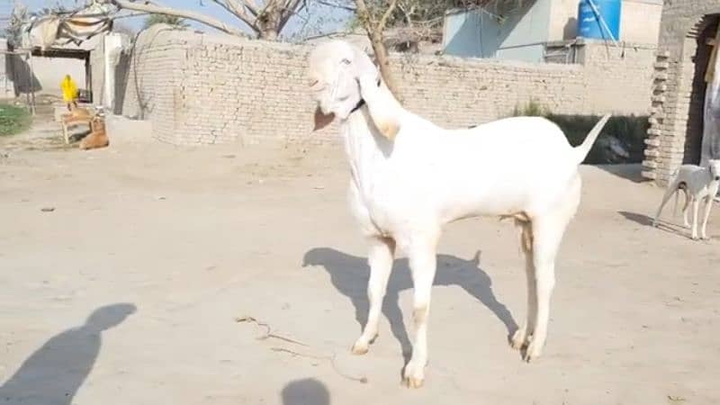 Desi Bakra For SAlE CALL_03494717204) 2