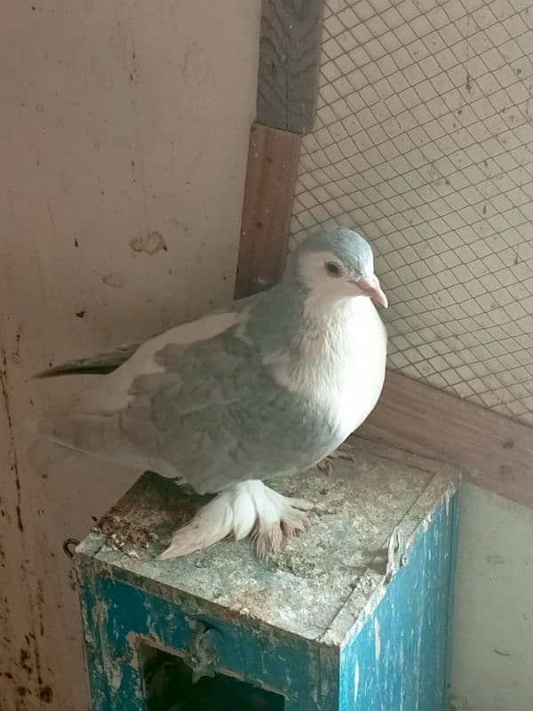 Sherazi and mukhi breeder pair 1