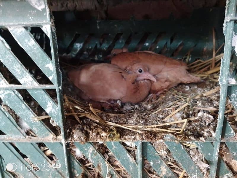 Sherazi and mukhi breeder pair 10