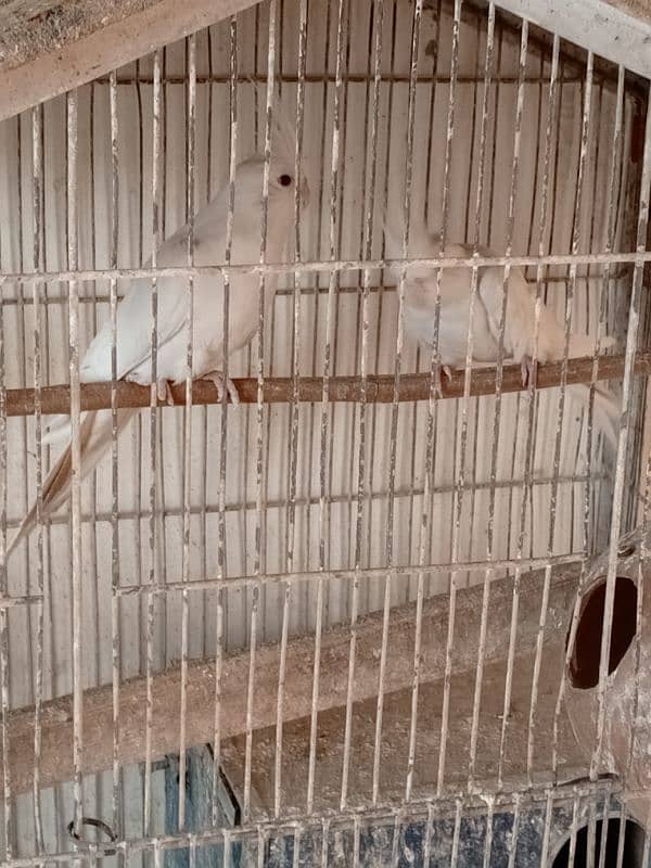 Sherazi and mukhi breeder pair 11