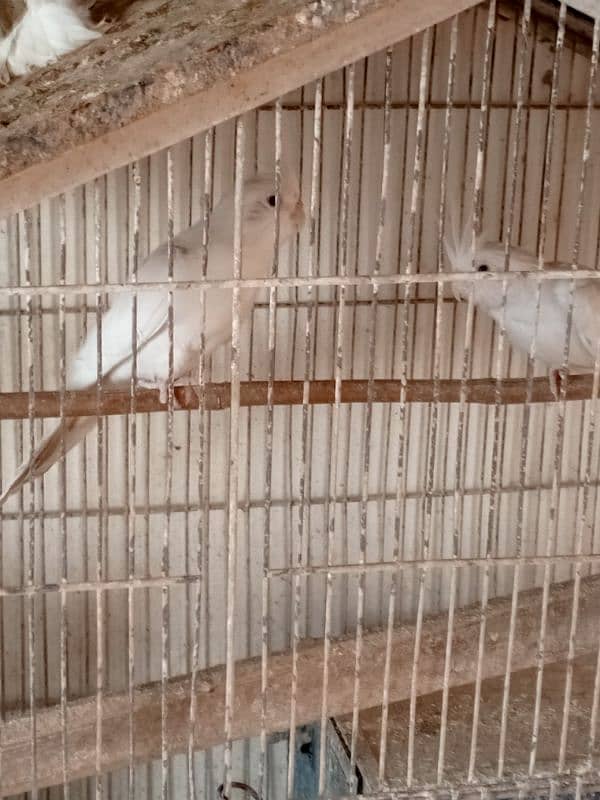 Sherazi and mukhi breeder pair 12