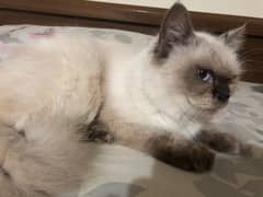 Himalayan cat female cat available