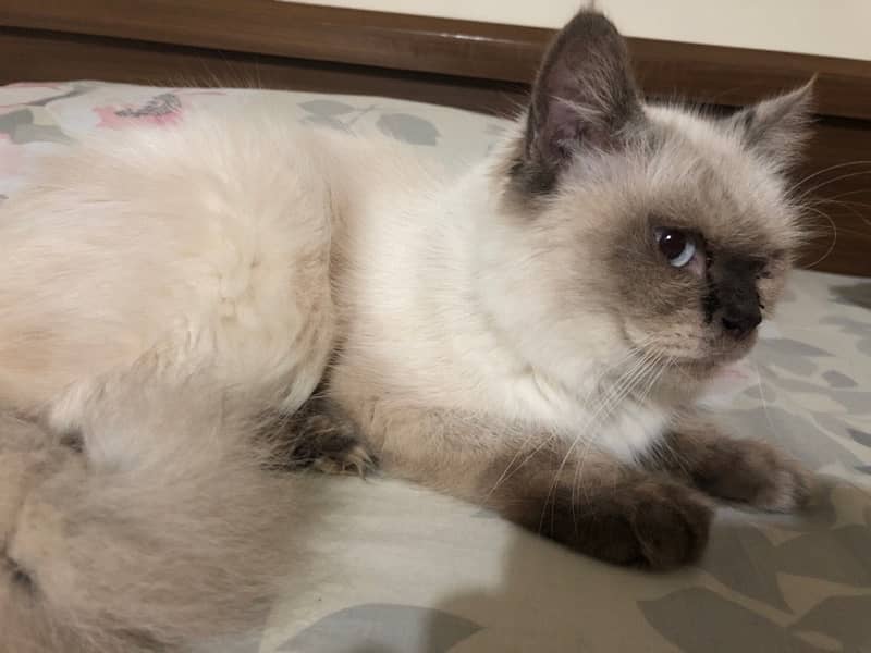 Himalayan cat female cat available 0