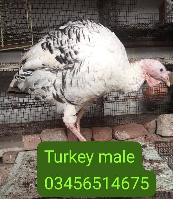 Turkey Male 1