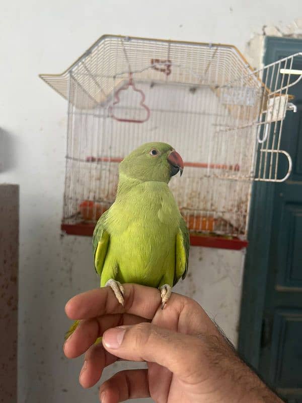 Female parrot Sindhi hands 0