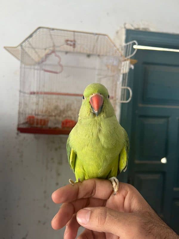 Female parrot Sindhi hands 2