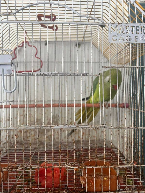 Female parrot Sindhi hands 3