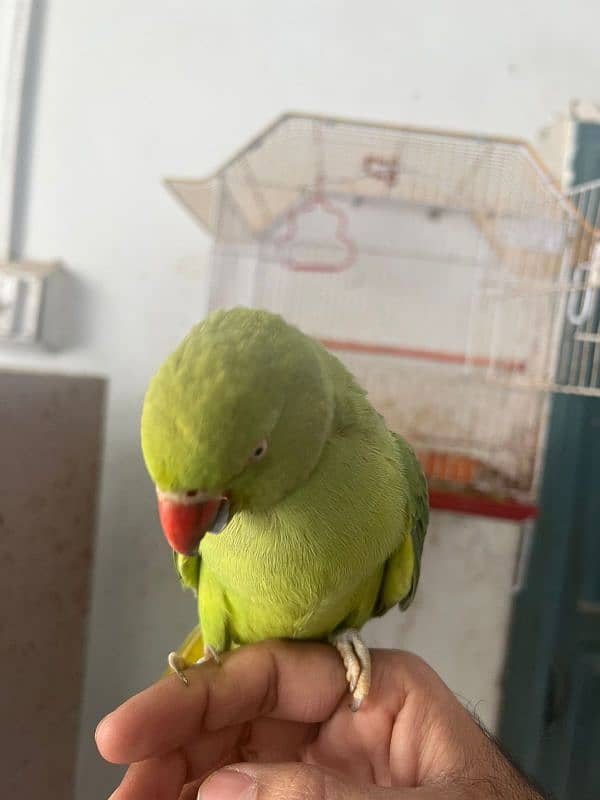 Female parrot Sindhi hands 4