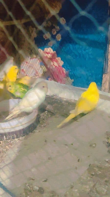 Budgies Breeder pairs & Pathy 2