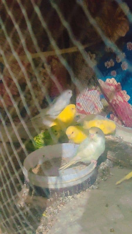 Budgies Breeder pairs & Pathy 3