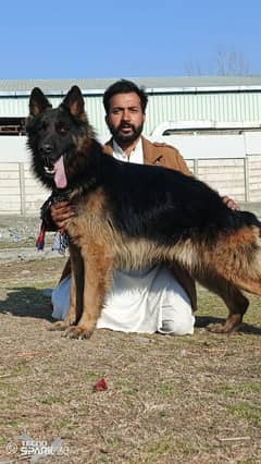 German shepherd male available