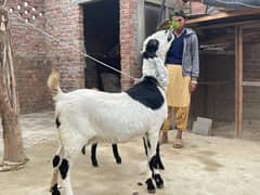 Bakri goat