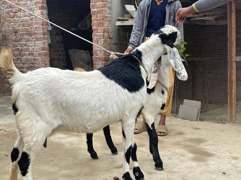 Bakri goat 1