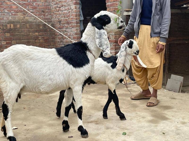 Bakri goat 3