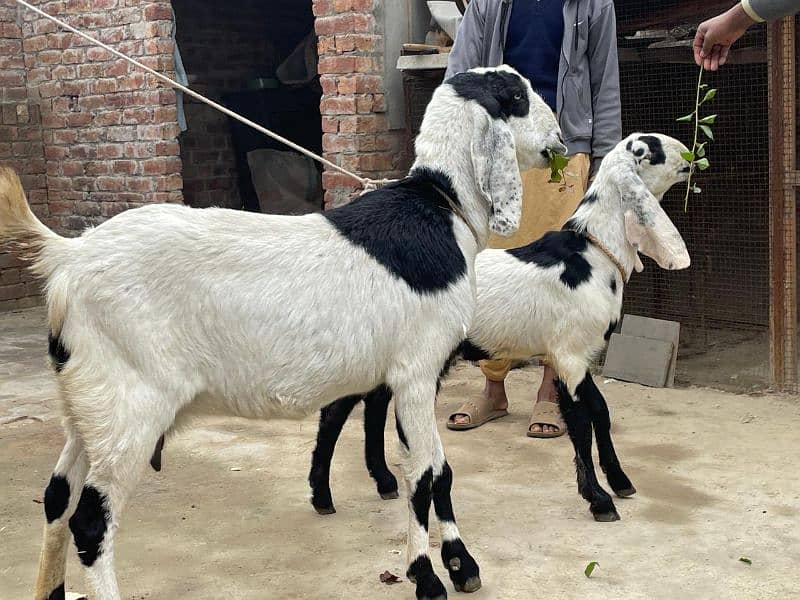 Bakri goat 4