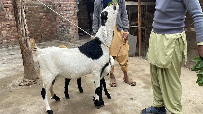 Bakri goat 6