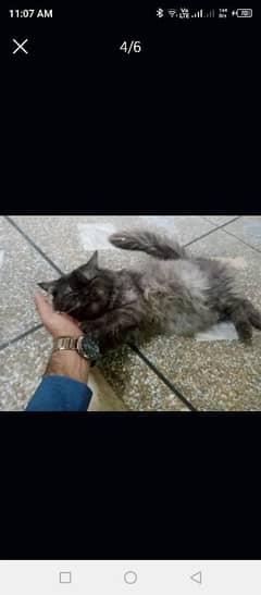 persian cats pair Free free only good family and girls