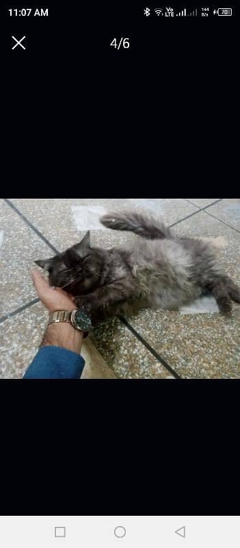 persian cats pair Free free only good family and girls 0