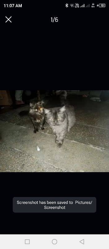 persian cats pair Free free only good family and girls 1