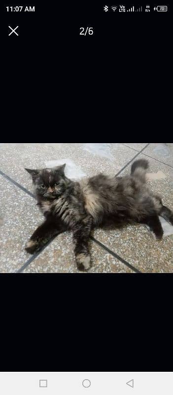 persian cats pair Free free only good family and girls 2