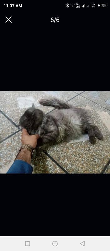 persian cats pair Free free only good family and girls 3