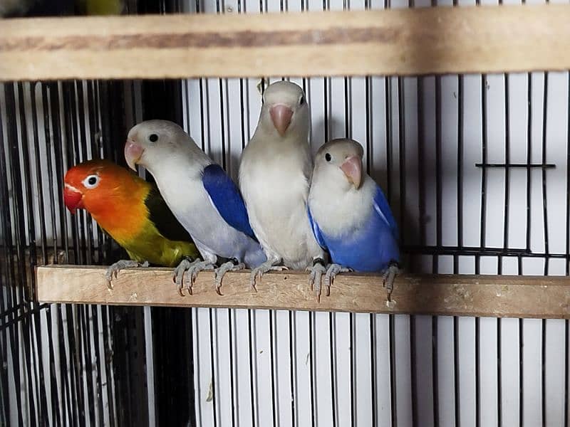 Lovebirds for sale ready to breed 5