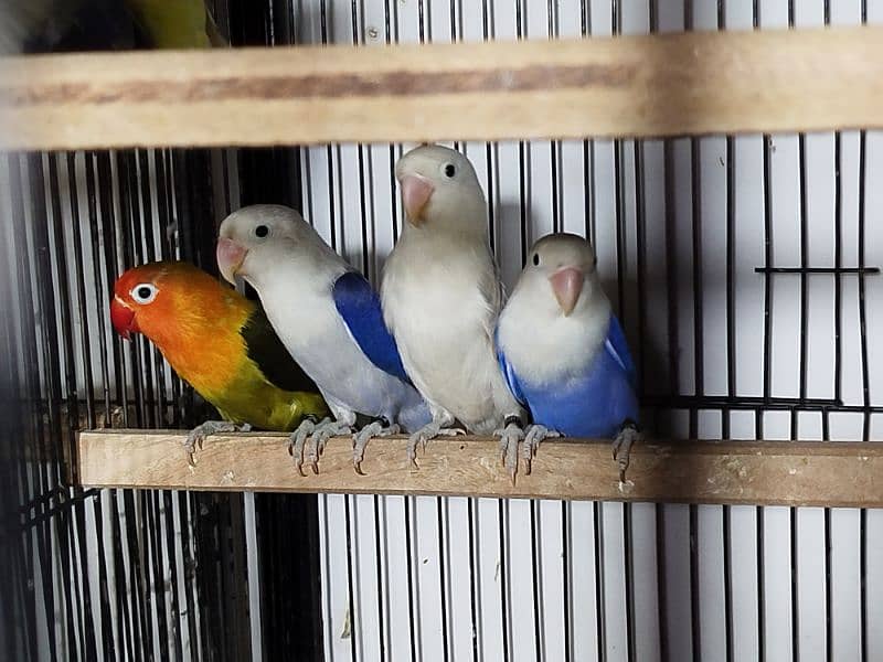 Lovebirds for sale ready to breed 6