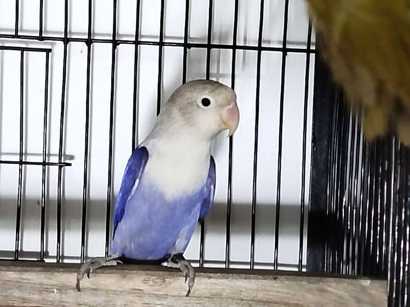 Lovebirds for sale ready to breed 1