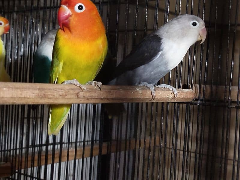 Lovebirds for sale ready to breed 3