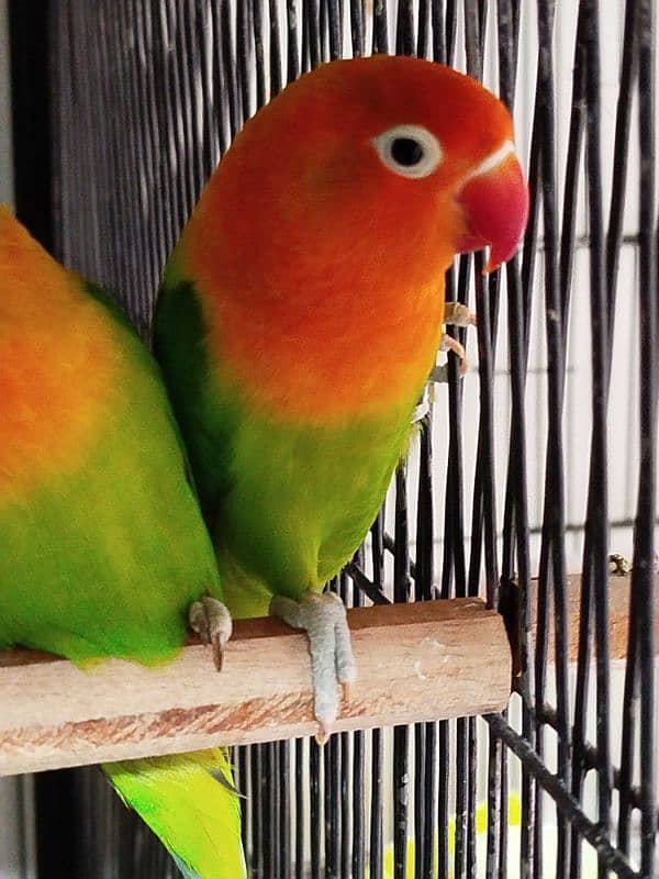 Lovebirds for sale ready to breed 0