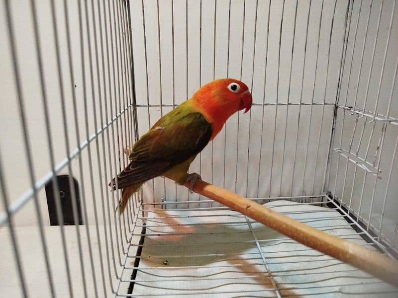 Lovebirds for sale ready to breed 4