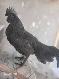 Indonasian ayam cemani orignal price 15000