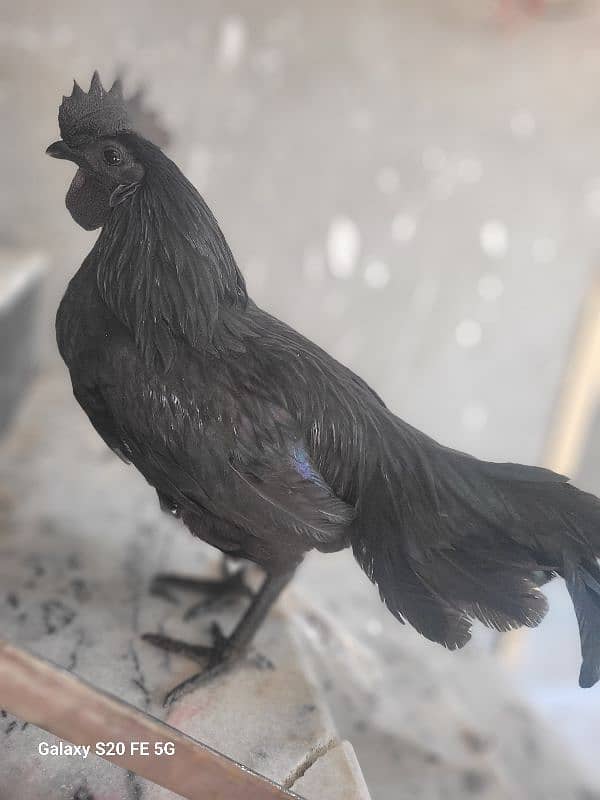 Indonasian ayam cemani orignal price 15000 0