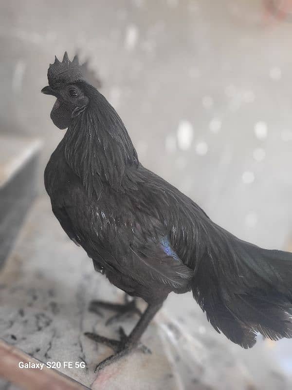 Indonasian ayam cemani orignal price 15000 1