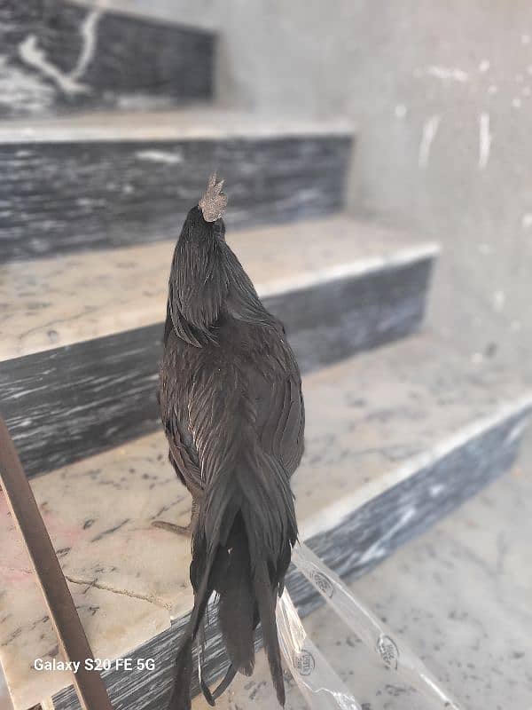 Indonasian ayam cemani orignal price 15000 2