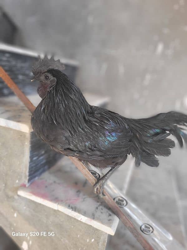 Indonasian ayam cemani orignal price 15000 3