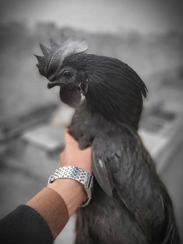 Indonasian ayam cemani orignal price 15000 4