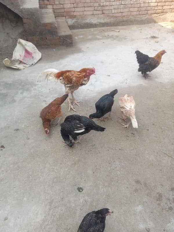 Desi Aseel Fancy Hens are available 6