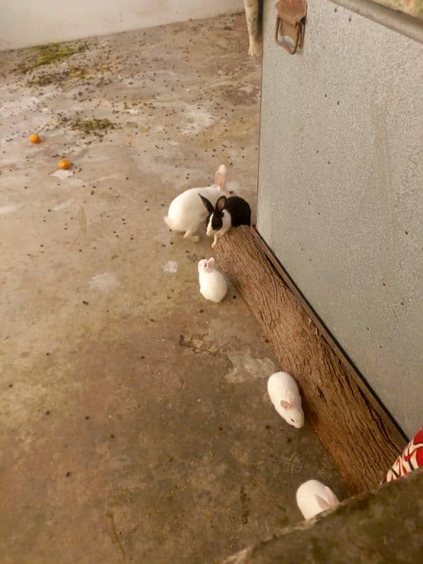 paper white baby rabbits for sale healthy and active 0