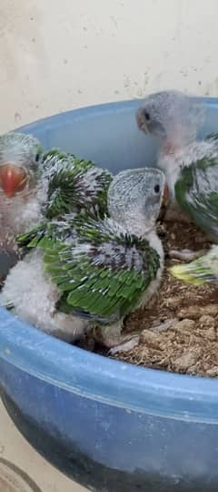 Alexander RAW phari chick's available