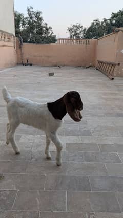 Goat, Bakery ke Bachey, Kamori Nasal, Pair