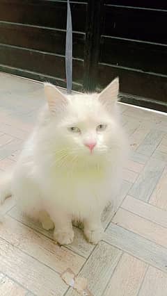 Persian male cat