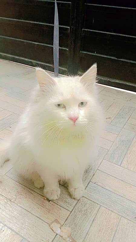 Persian male cat 0