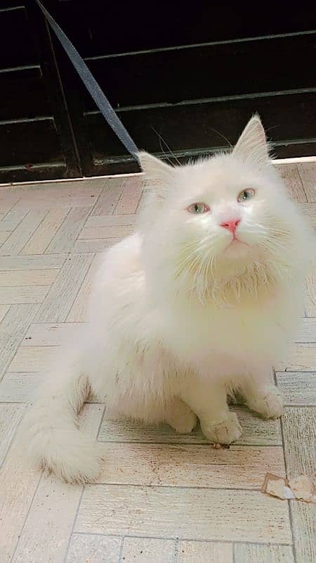 Persian male cat 1